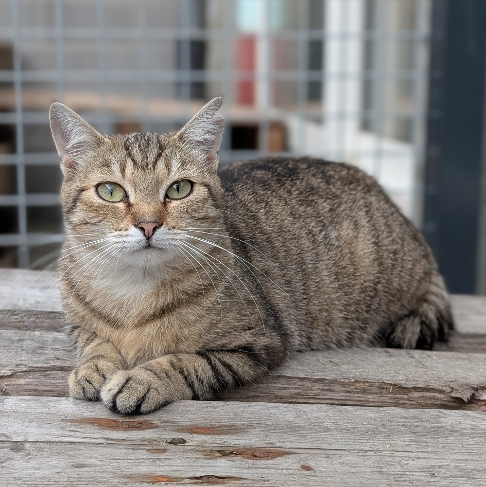 DINA